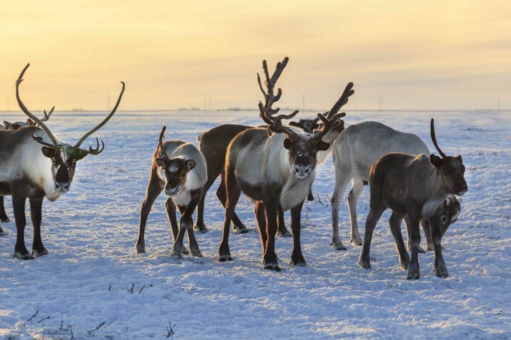 Caribou VS Reindeer: What's the Difference? - Facts.net