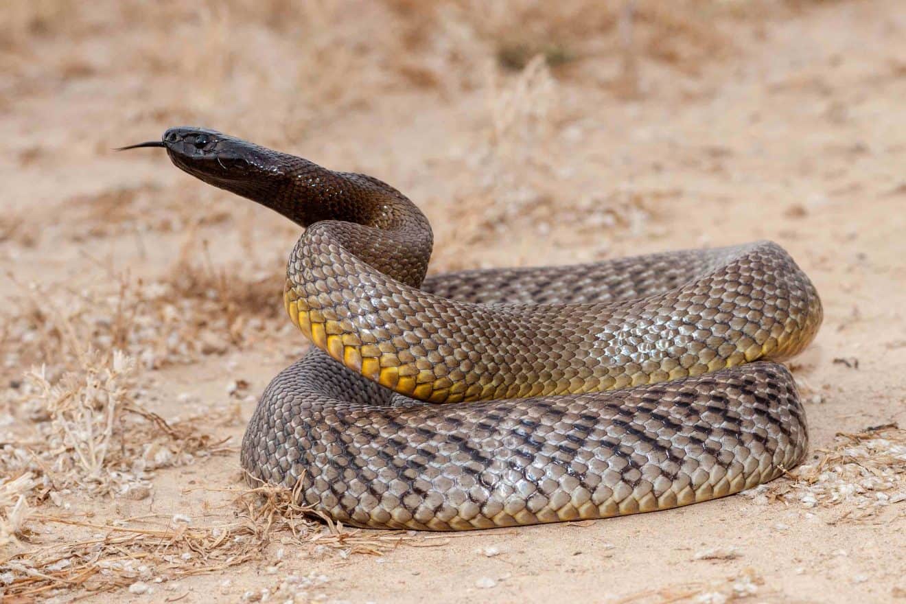 20 Most Venomous Snakes in the World - Facts.net