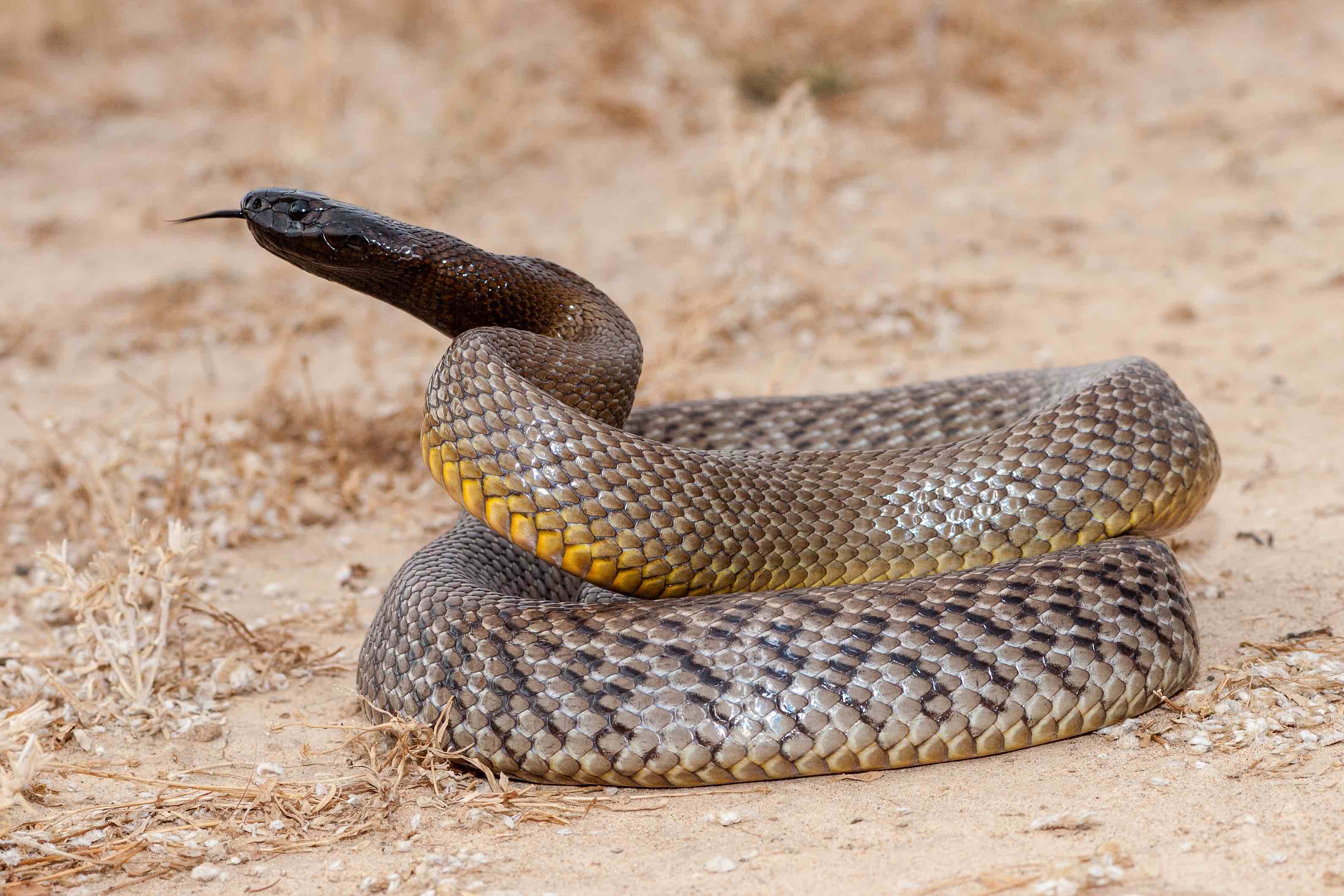 20 Most Venomous Snakes In The World - Facts.net