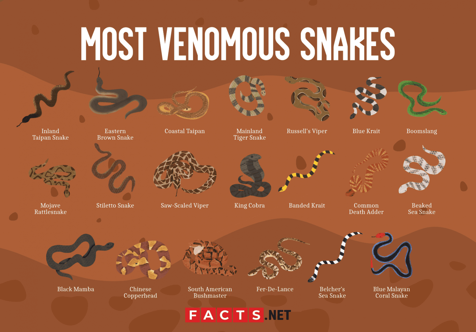 20 Most Venomous Snakes in the World