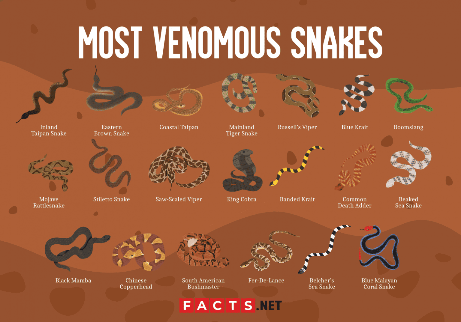 20 Most Venomous Snakes In The World Facts