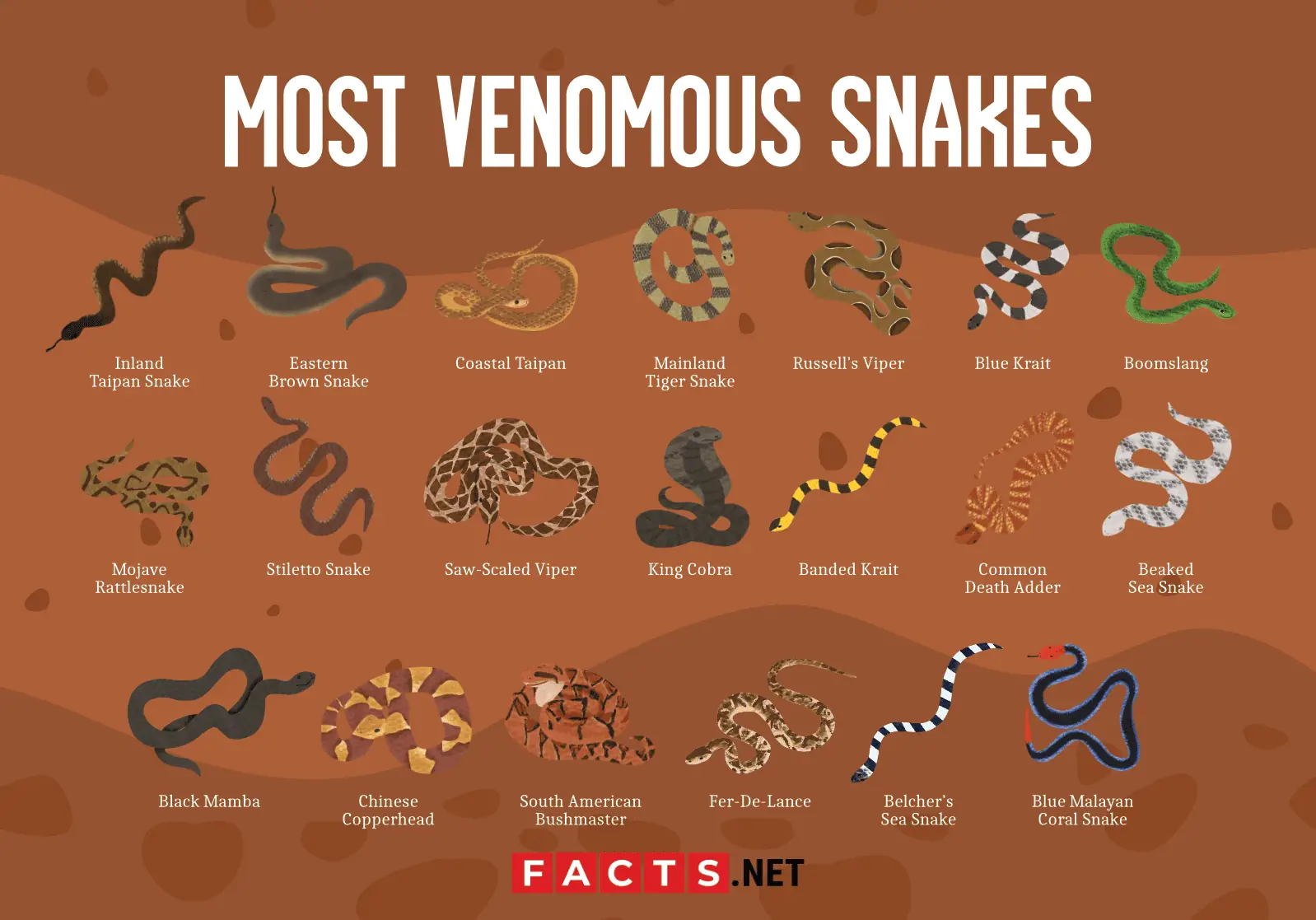 10 of the most venomous snakes on the planet