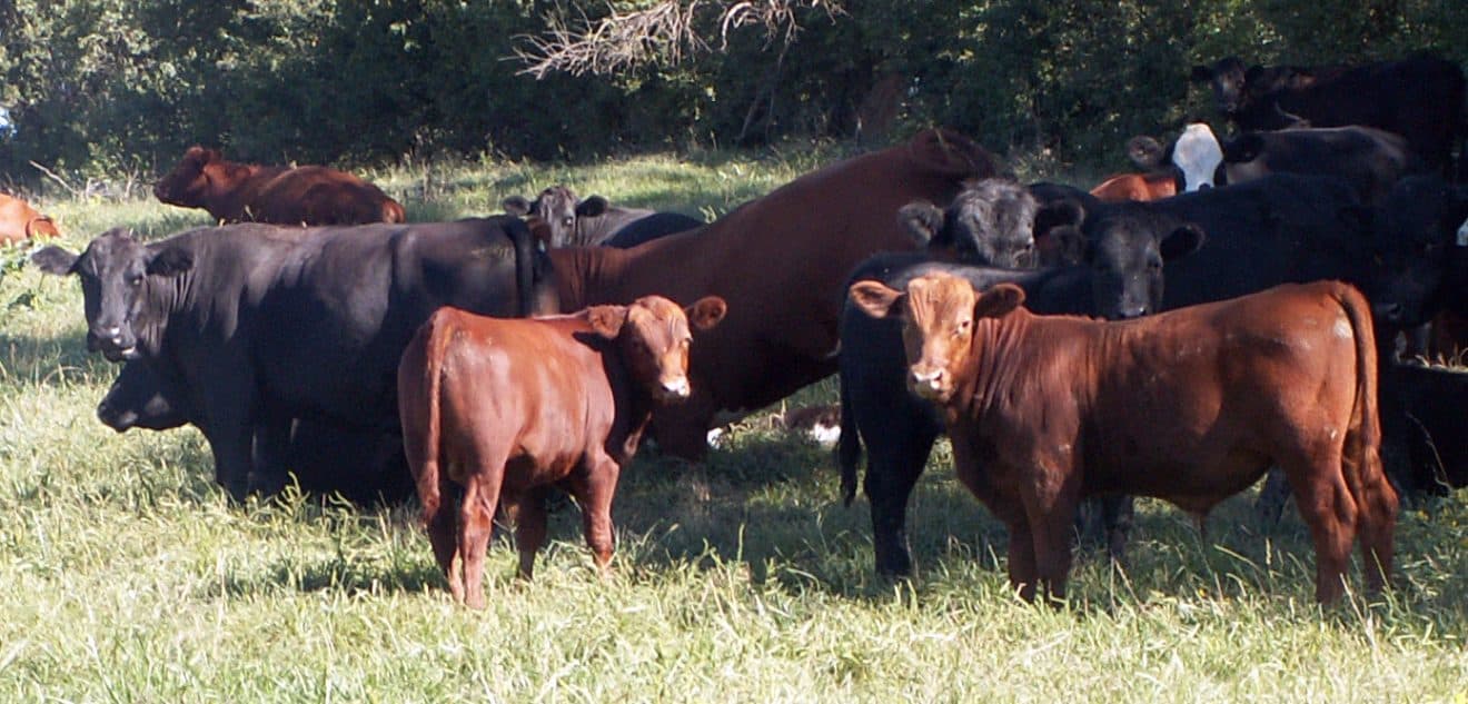 28 Types of Cows and Bulls by Uses - Facts.net