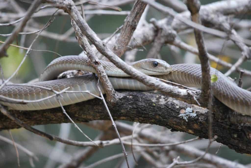 Black Mamba
