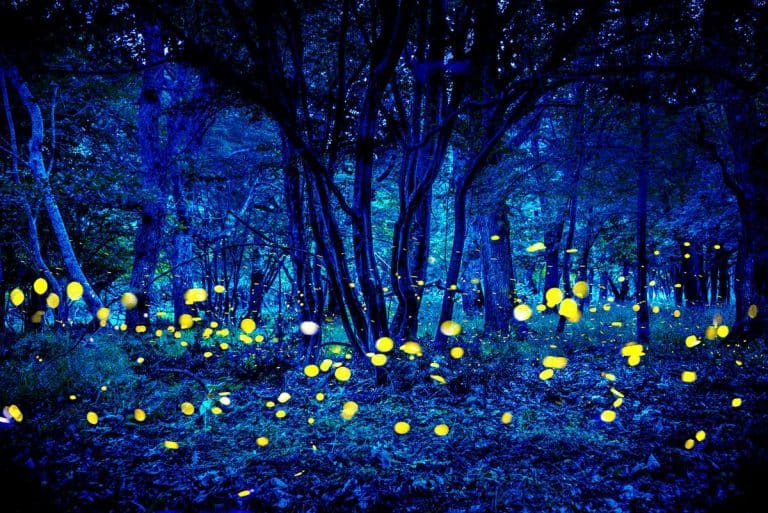 80 North Carolina Facts About The Old North State