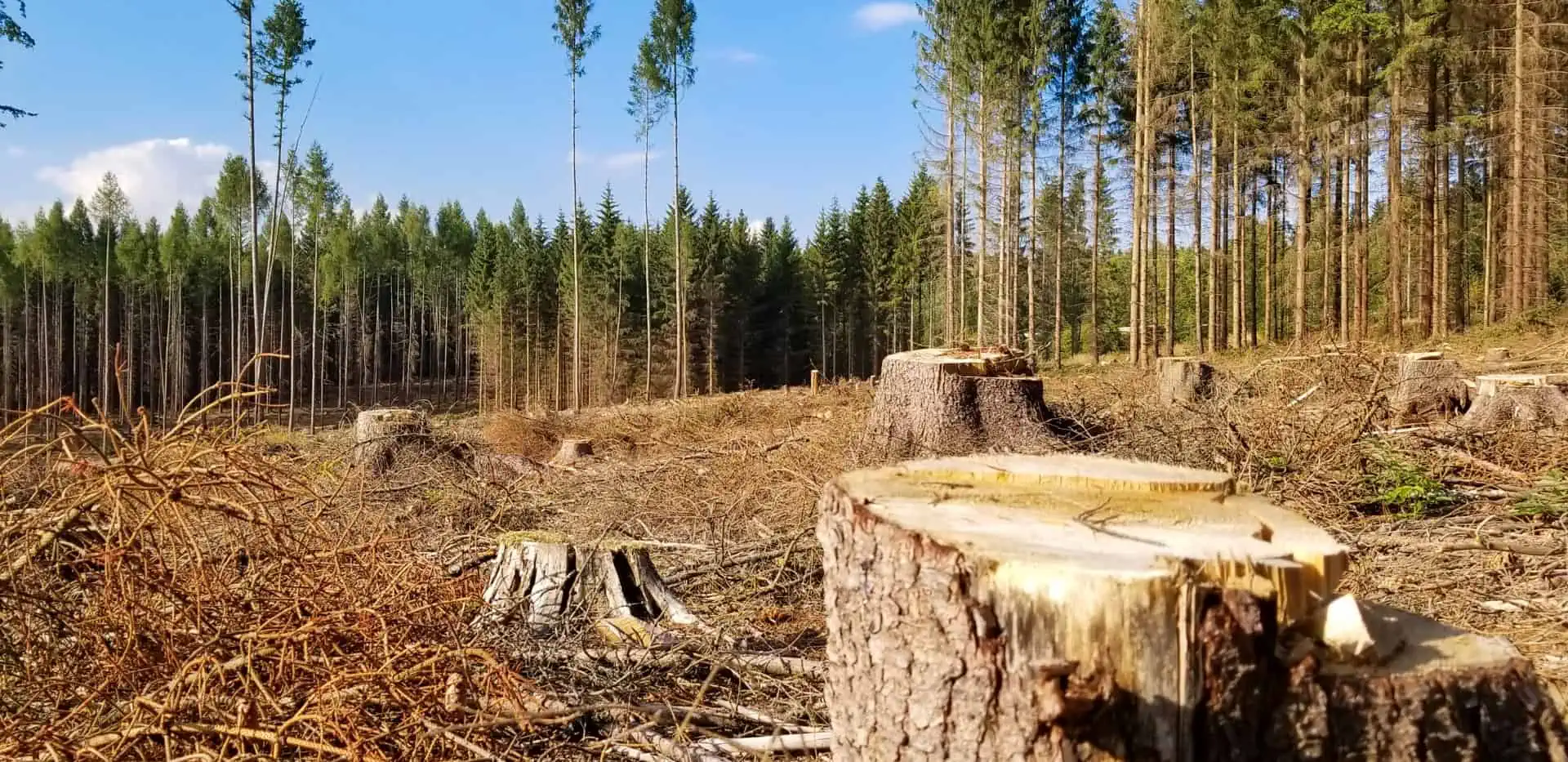 Вырубка лесов. Вырубленные леса. Срубленный лес. Рубка леса. Рубка древесины.