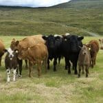 different types of cows on grassland