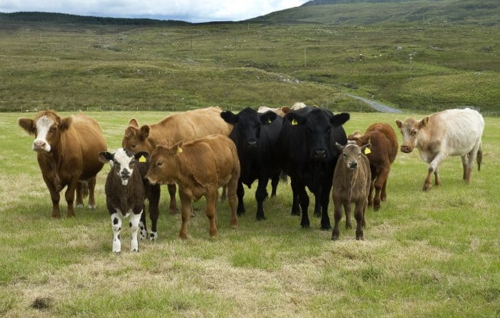 different types of cows on grassland