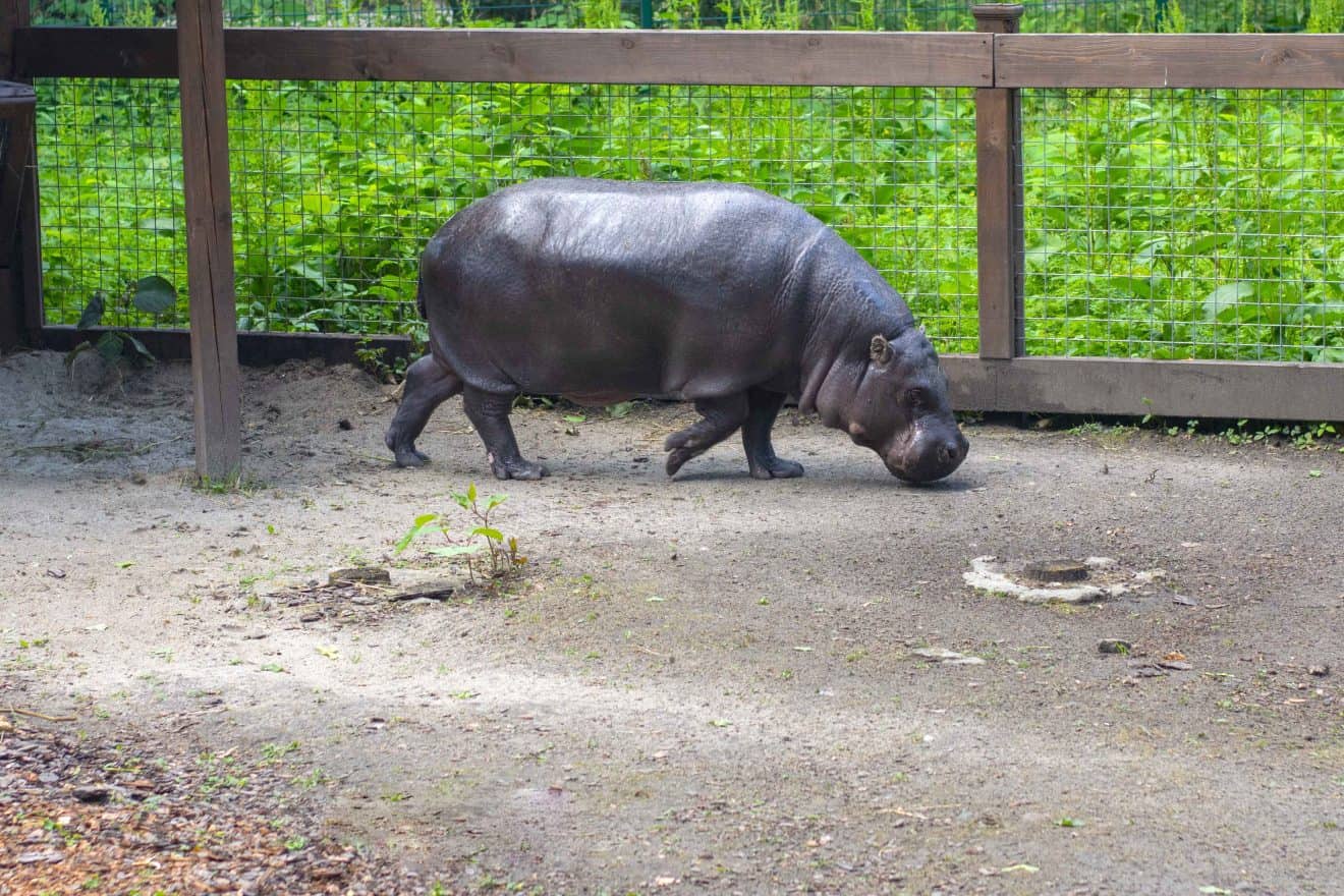 50 Intriguing Hippo Facts About Africa's Horses of the River - Facts.net