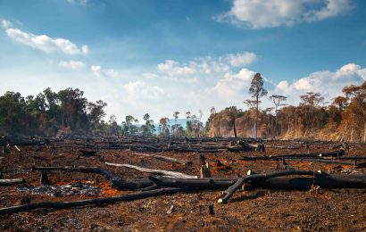 50 Facts About Deforestation You Must Know 