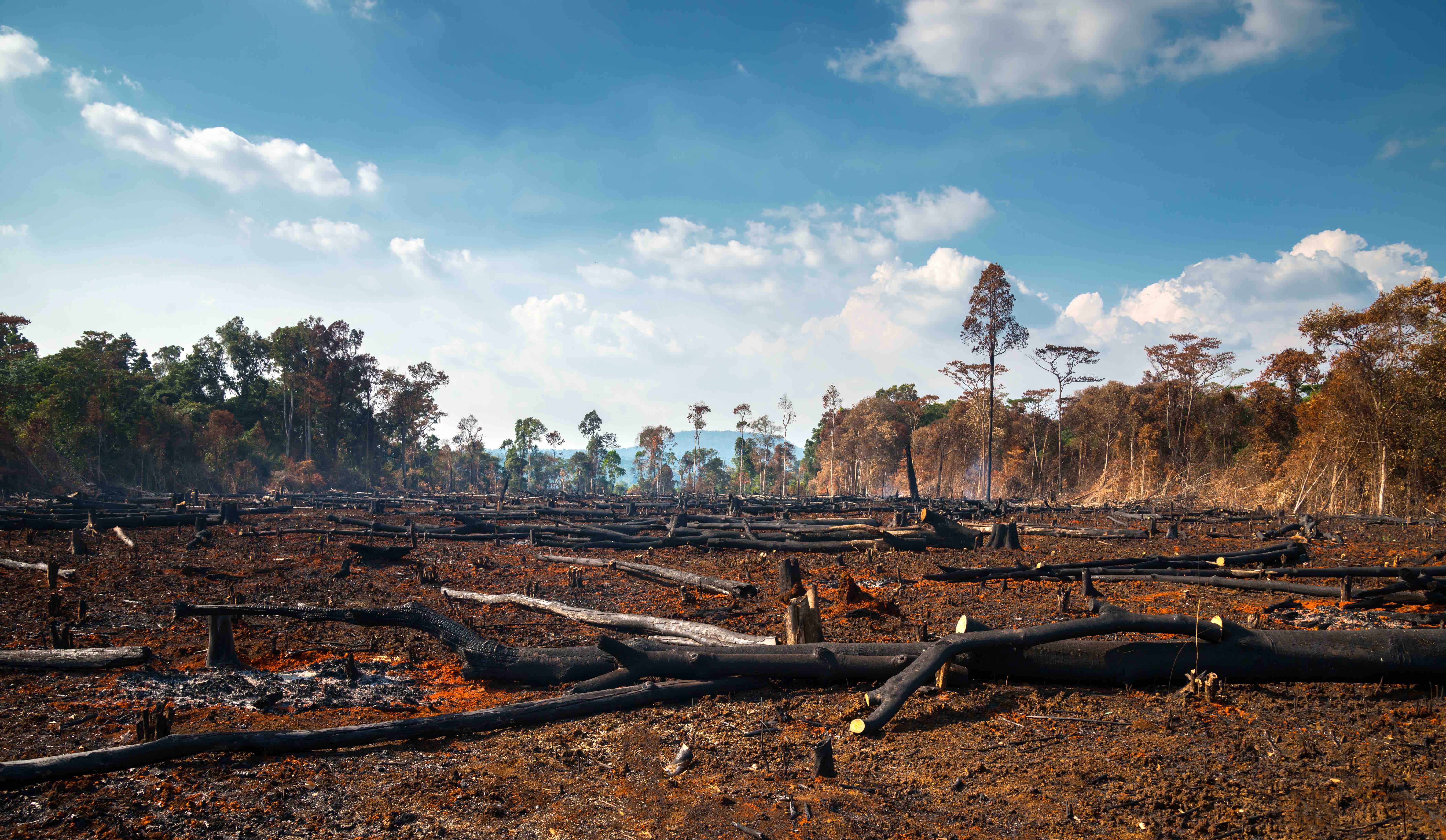 50 Facts About Deforestation You Must Know Facts