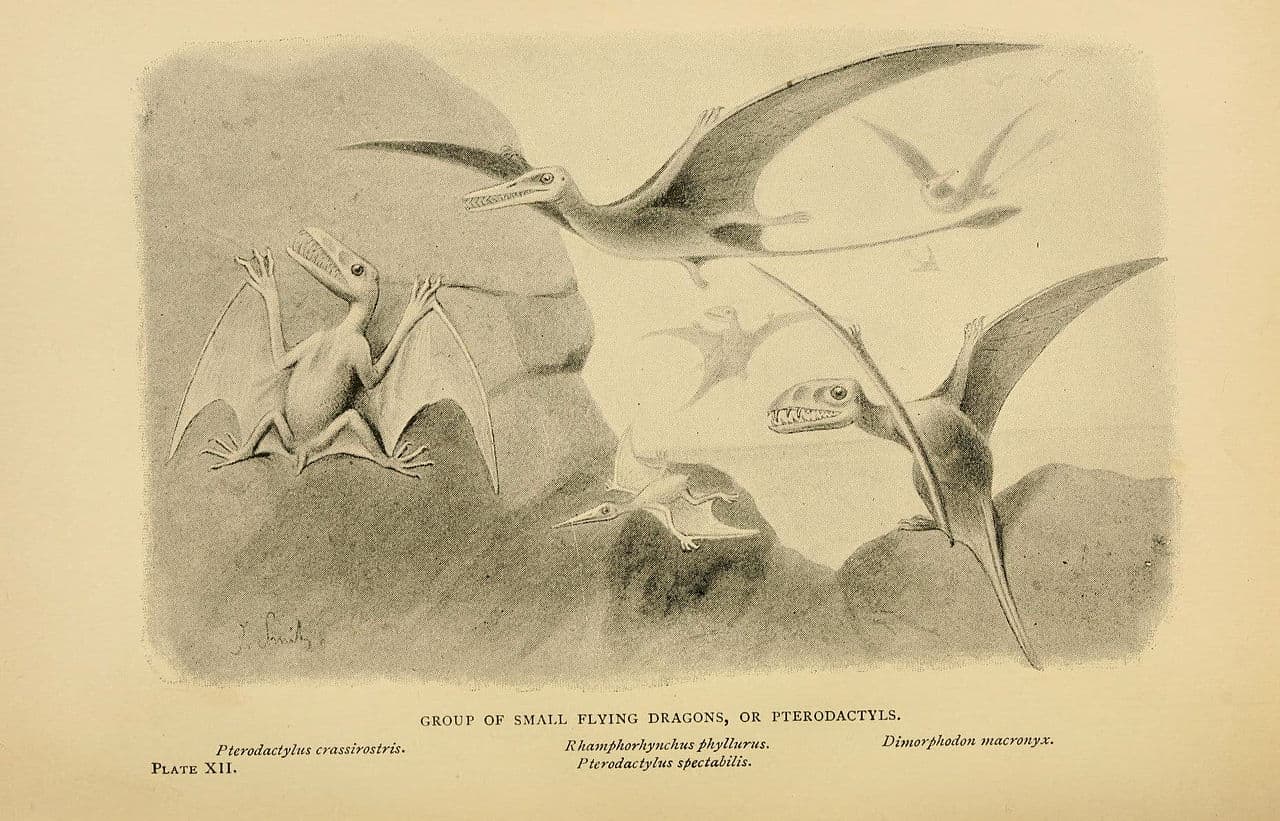 Barrington Park District - Dinosaur Facts: Pterodactyl Pterodactyl are  extinct members of the Pterodactylus genus. Pterodactyls are not actually  dinosaurs, they are a pterosaurs and considered a flying reptile. A  Pterodactyl is