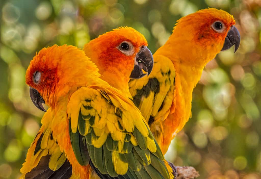 Sun Conures