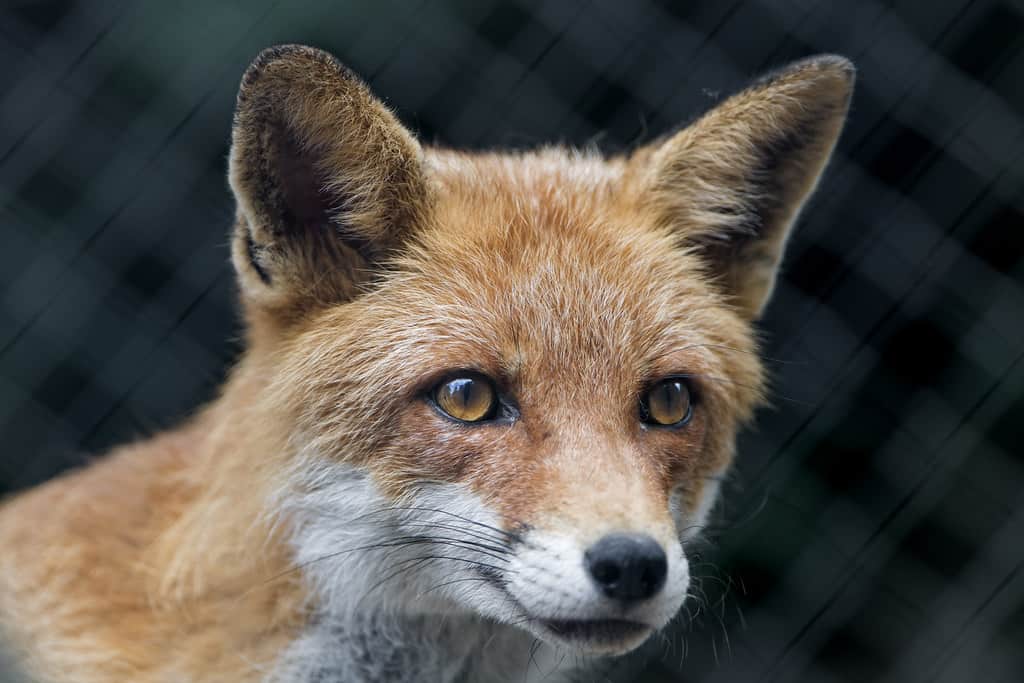 Red Fox