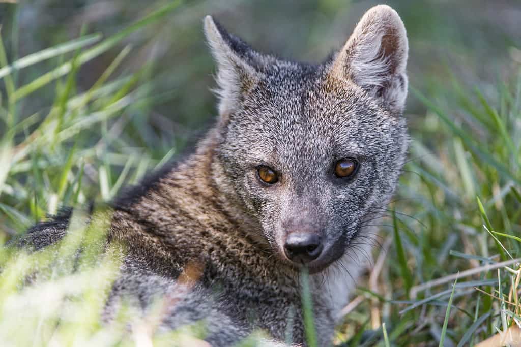 Crab-Eating Fox