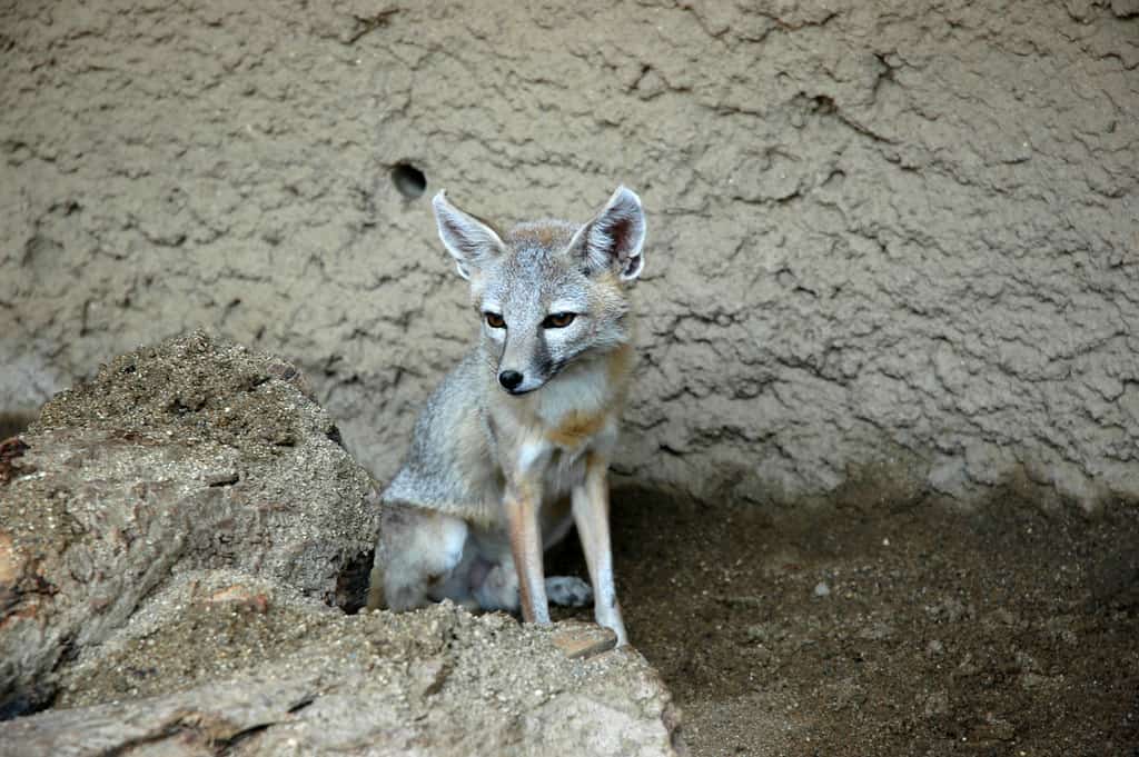 Kit Fox
