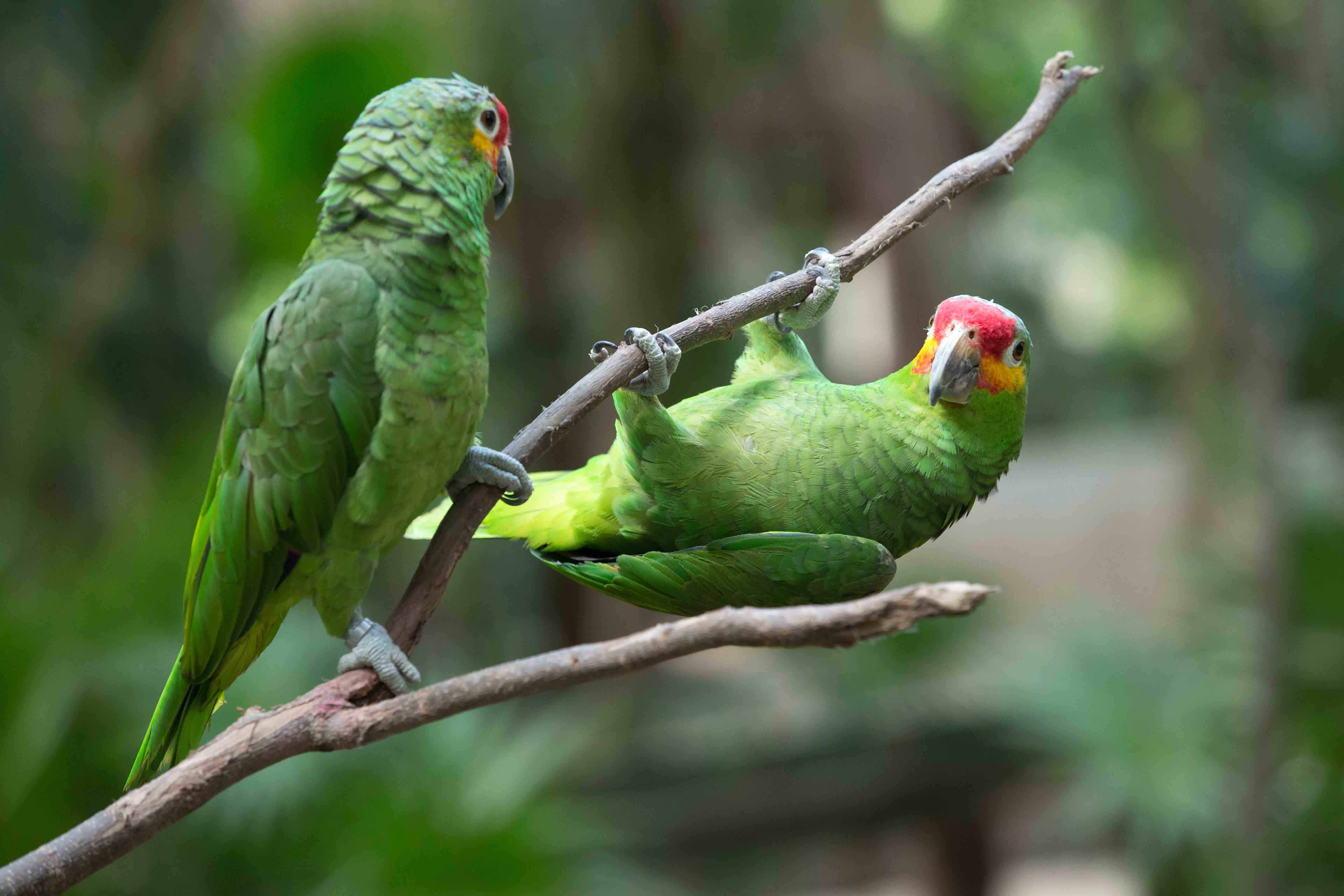 30 Types of Parrots for Avian Enthusiasts 