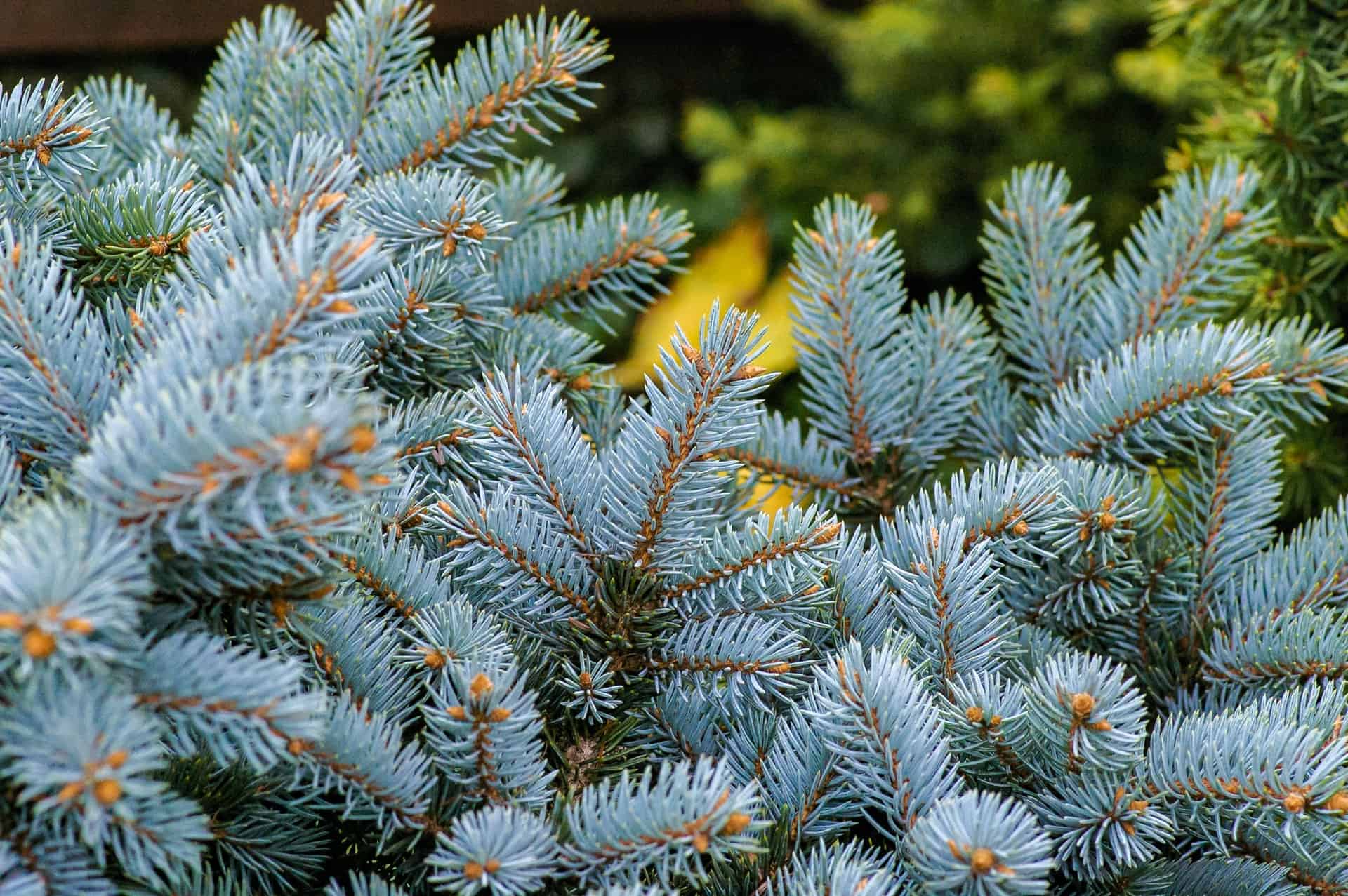 Blue Christmas Tree, Blue Spruce Tree, Types of Christmas Trees