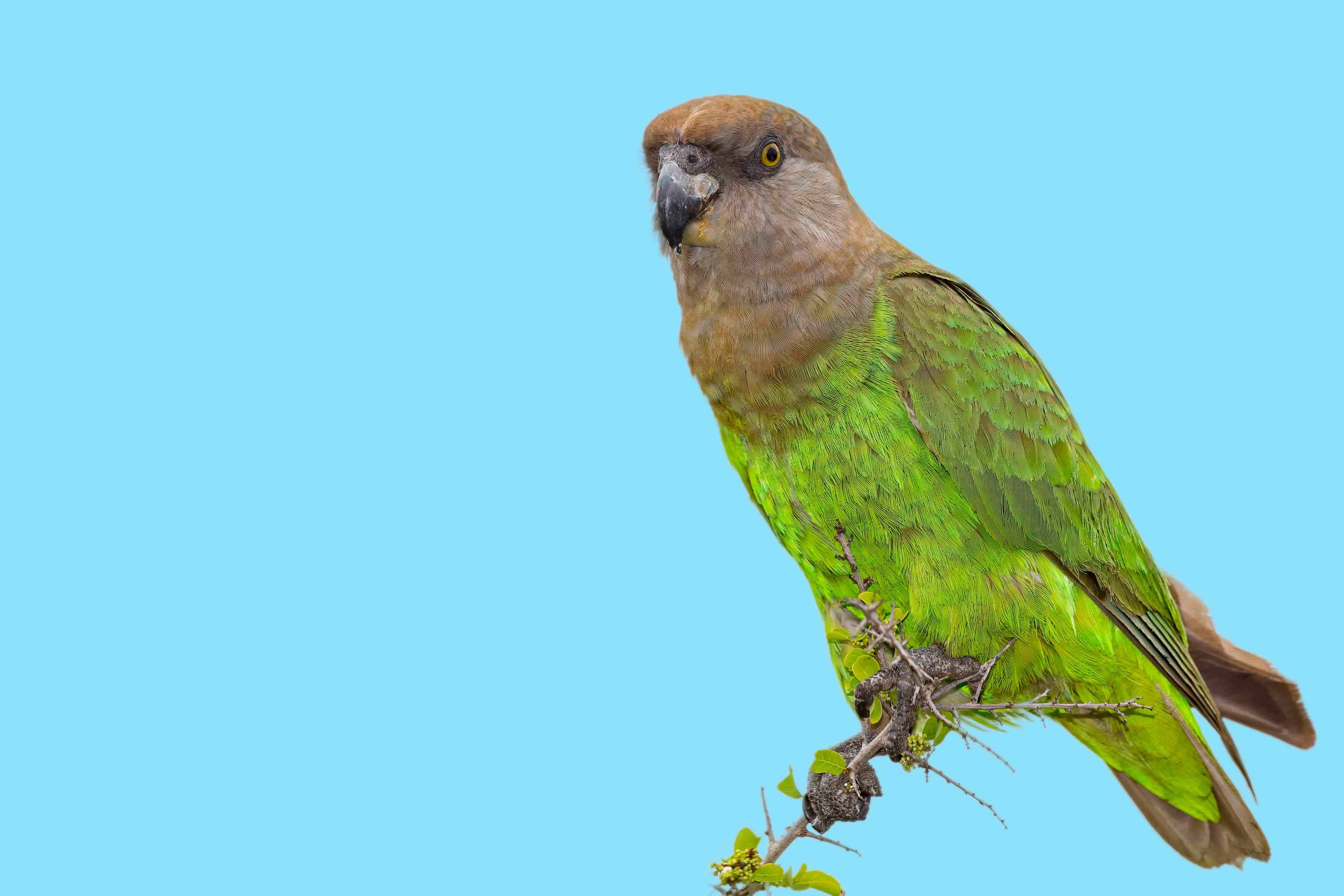 Brown-headed Parrot
