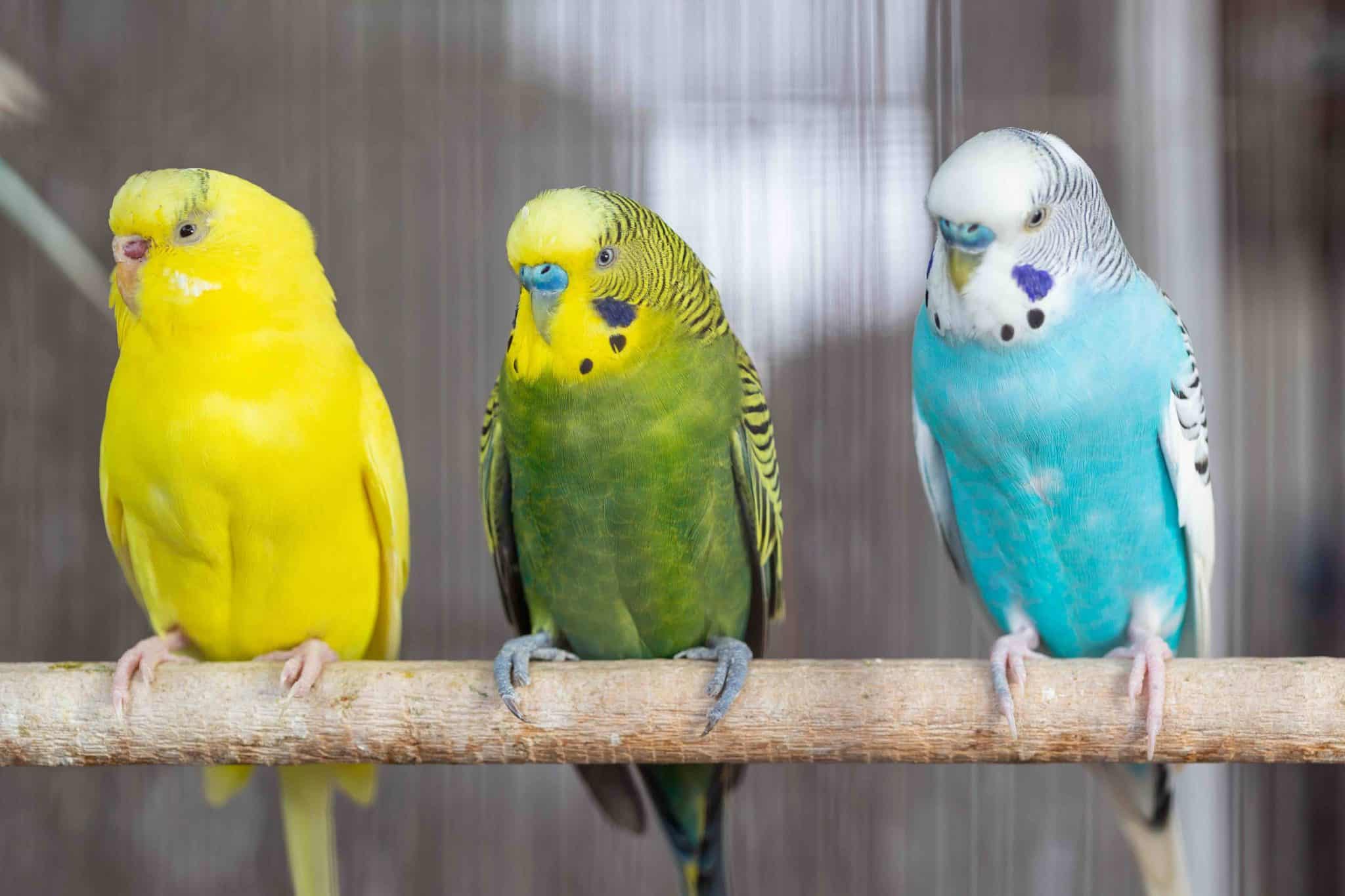 30 Types of Parrots for Avian Enthusiasts - Facts.net