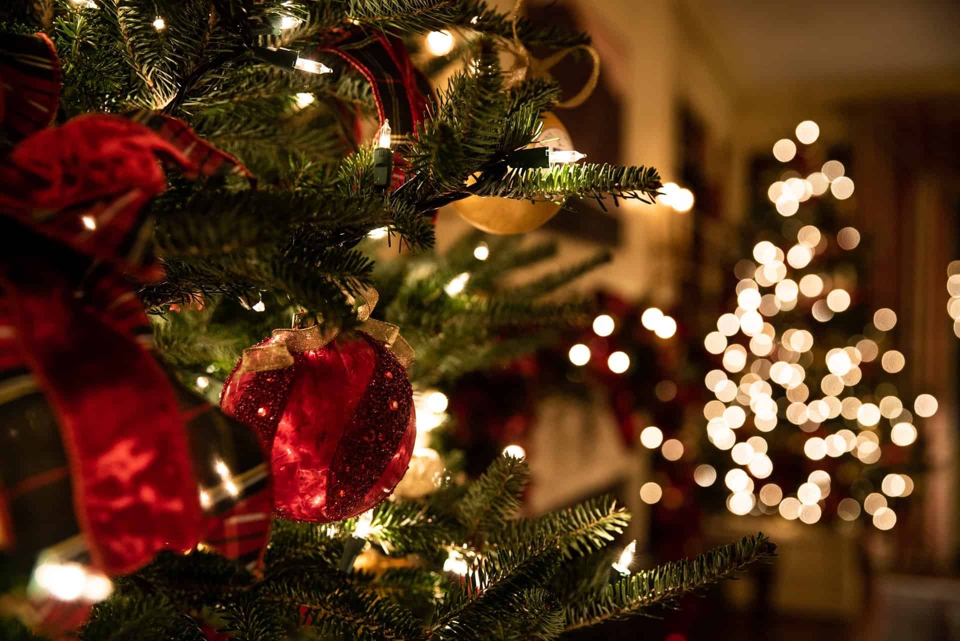 Christmas Tree, Types of Christmas Trees
