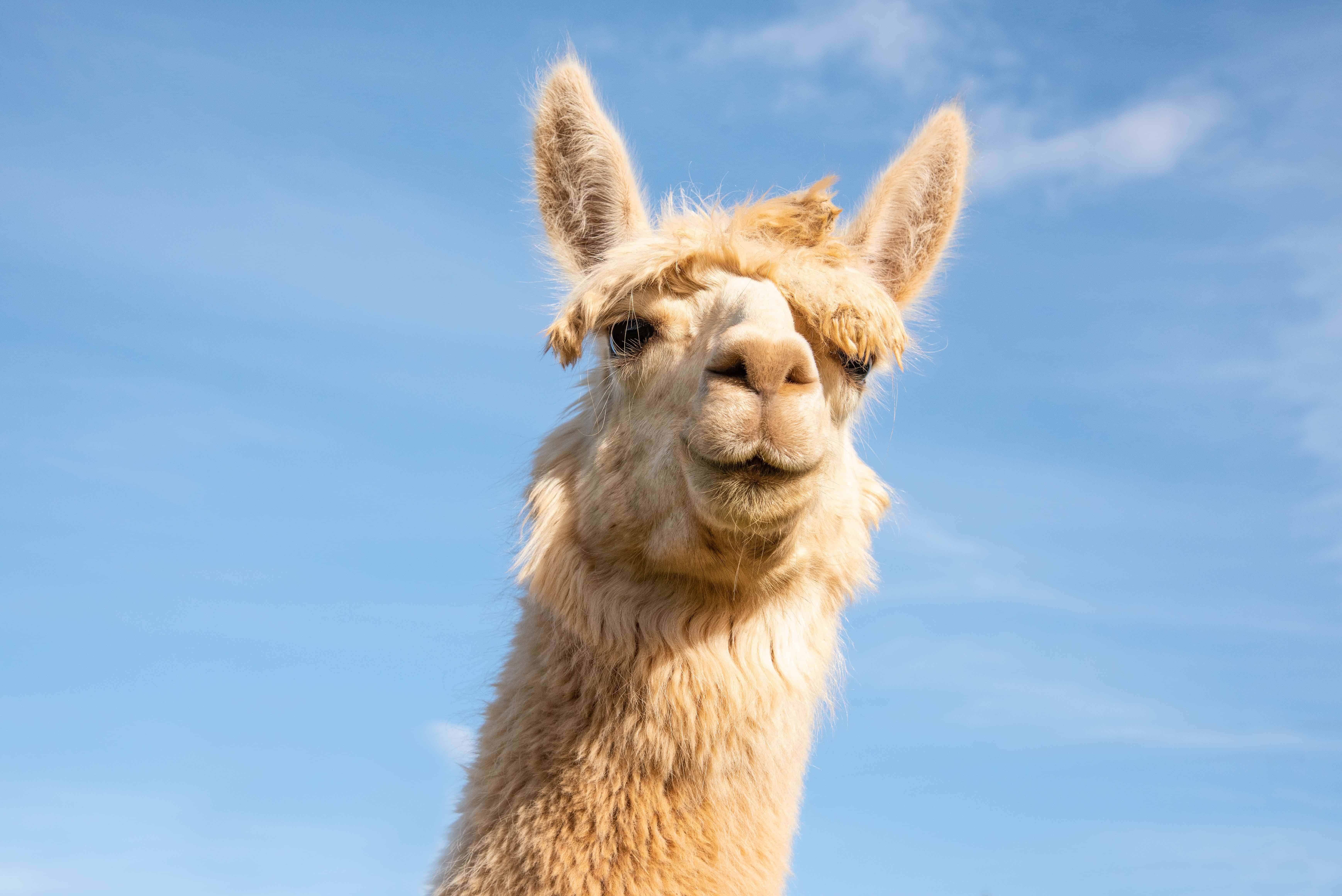 Cute Llamas vs. Alpacas: Facts and a Debate - Around the World L