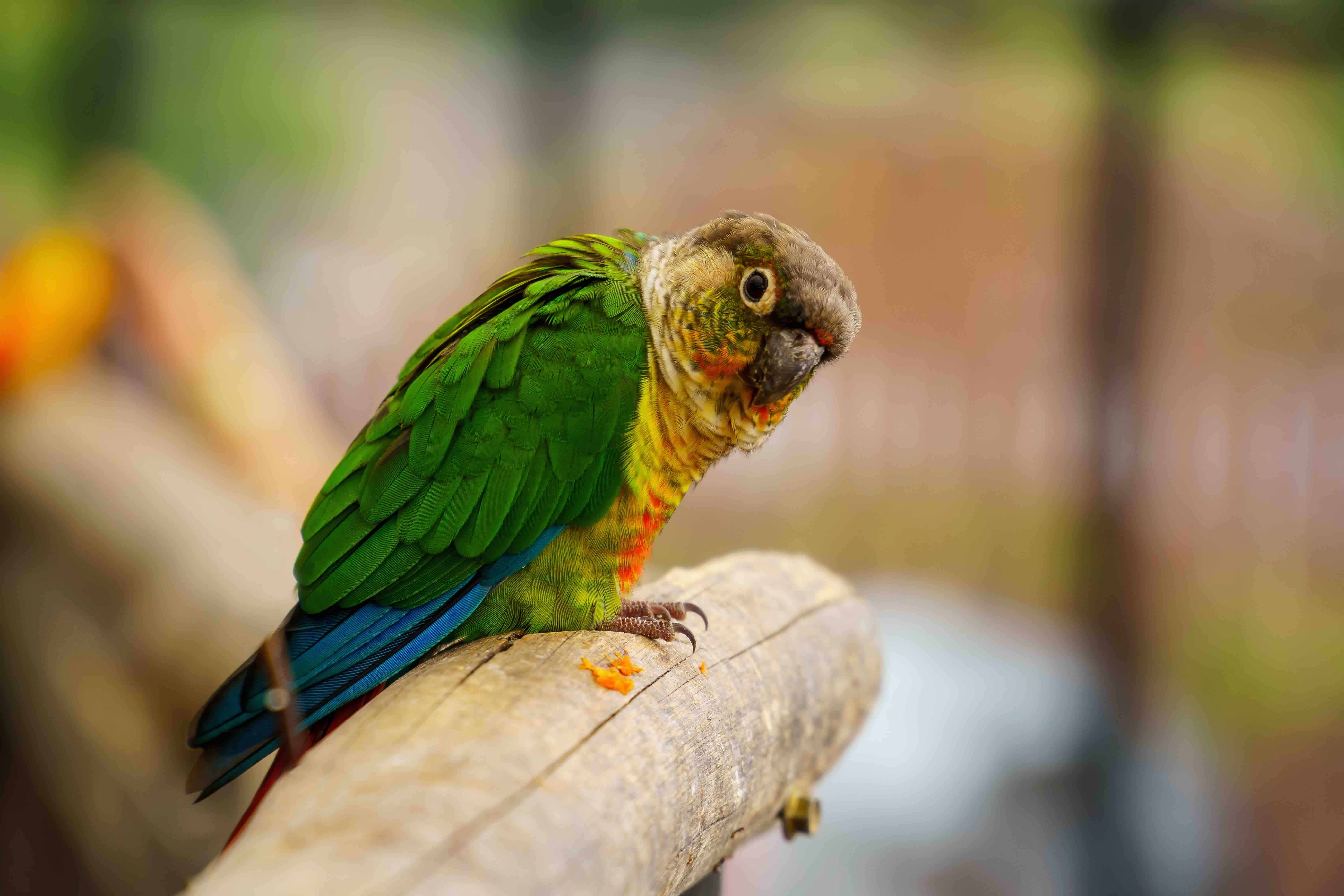 Green-Cheeked Conure