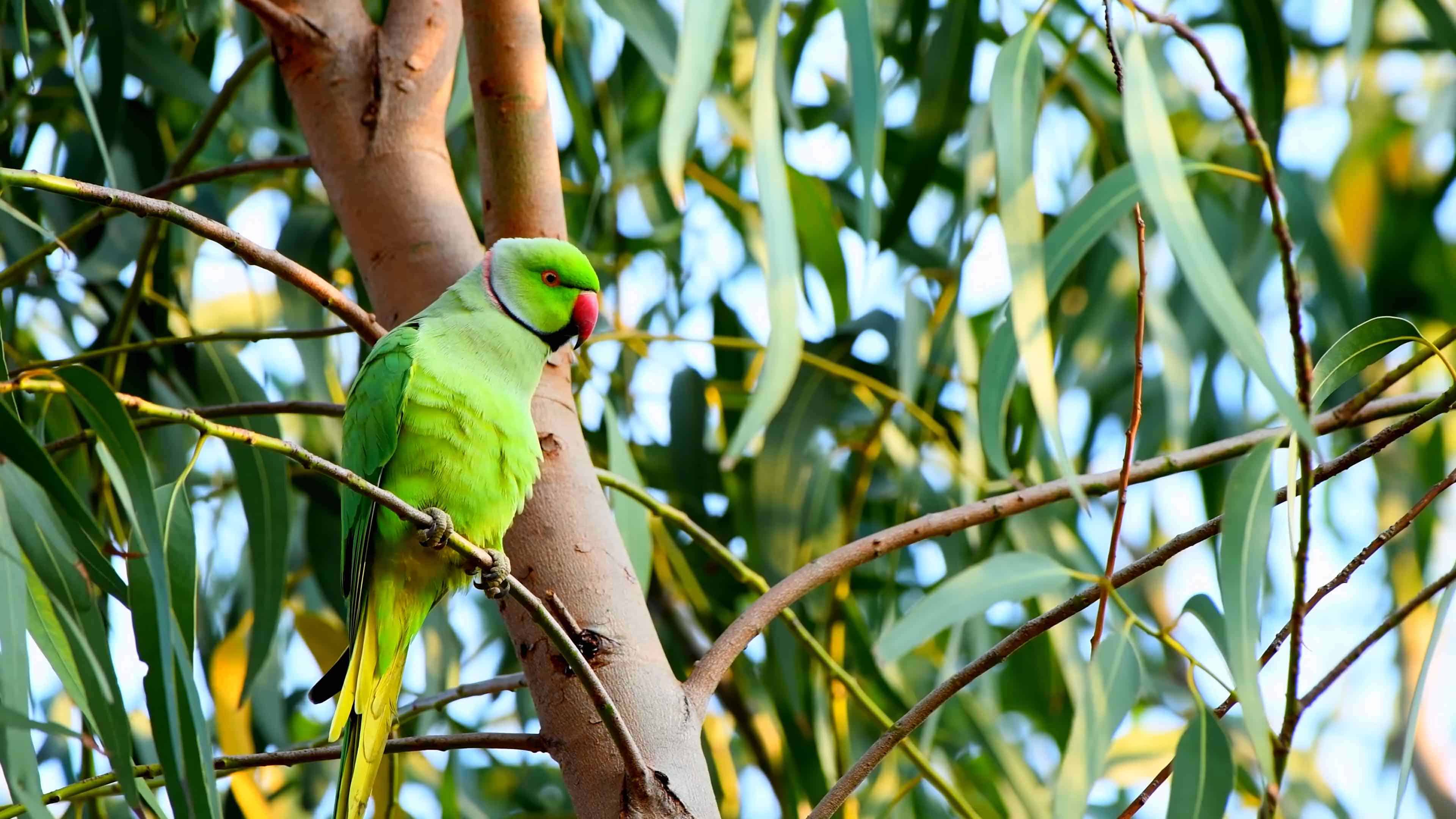Indian Ring-Necked Parakeet