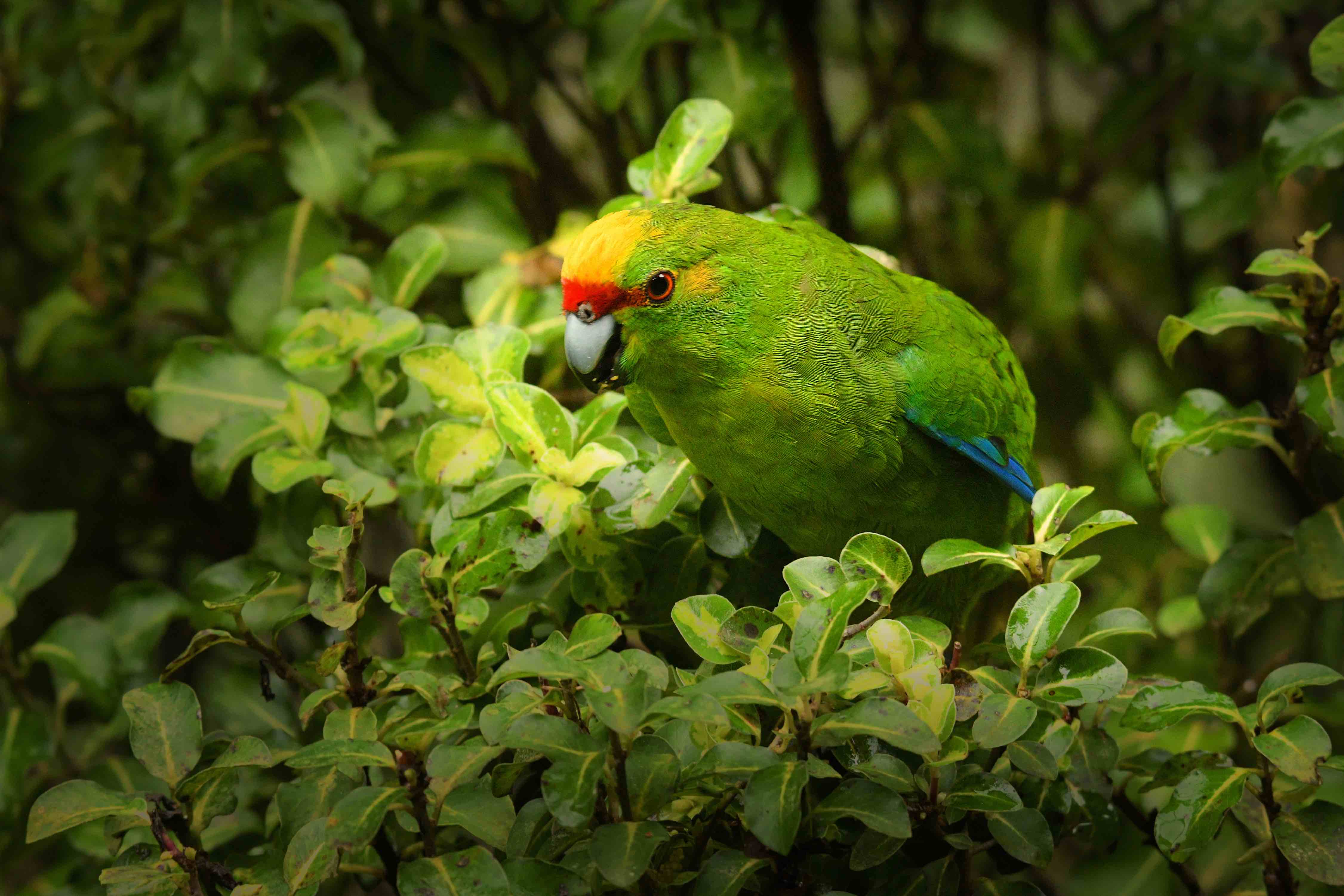 Kakariki Parakeet