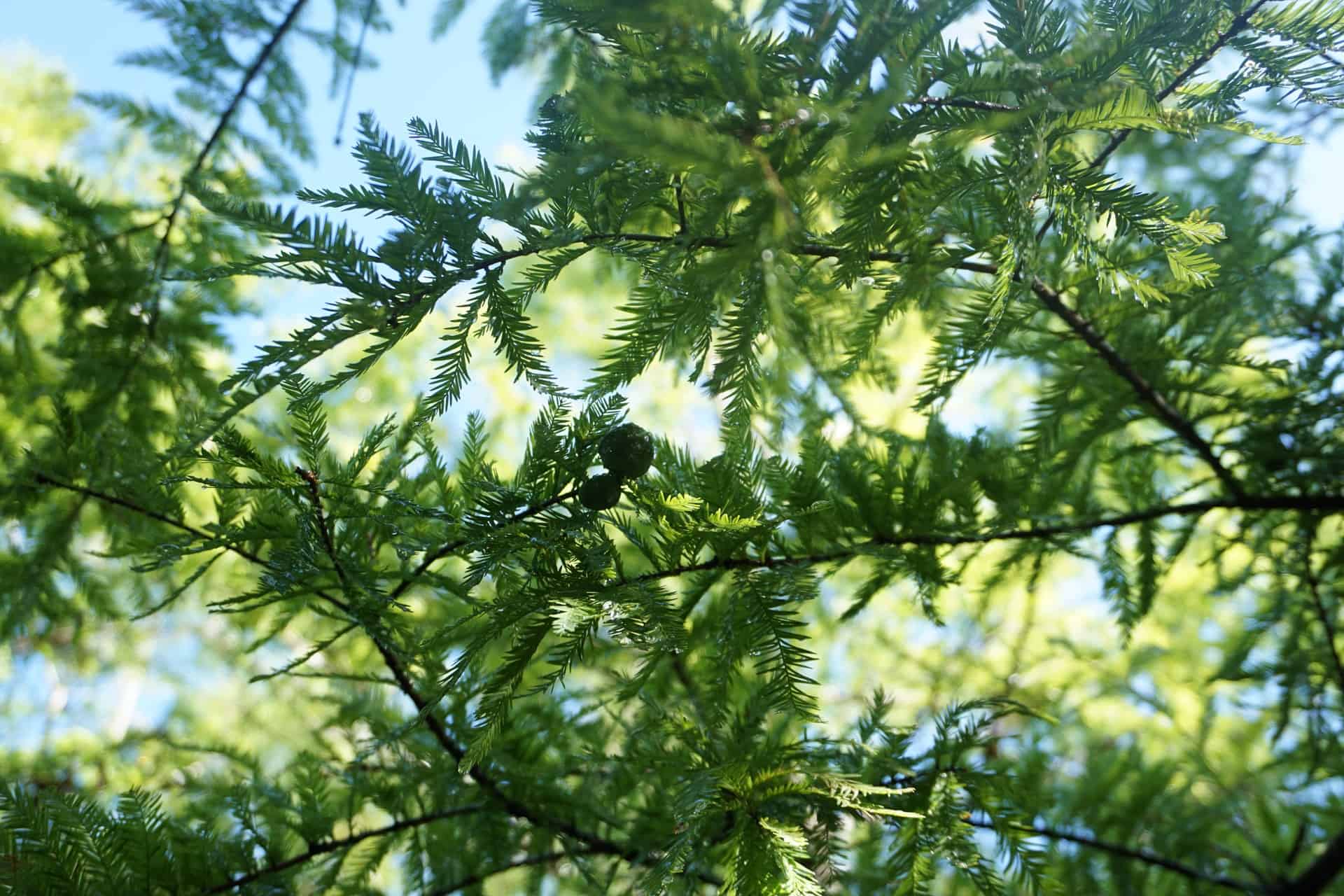 Leyland Cypress foliage, Leyland Cypress tree branch