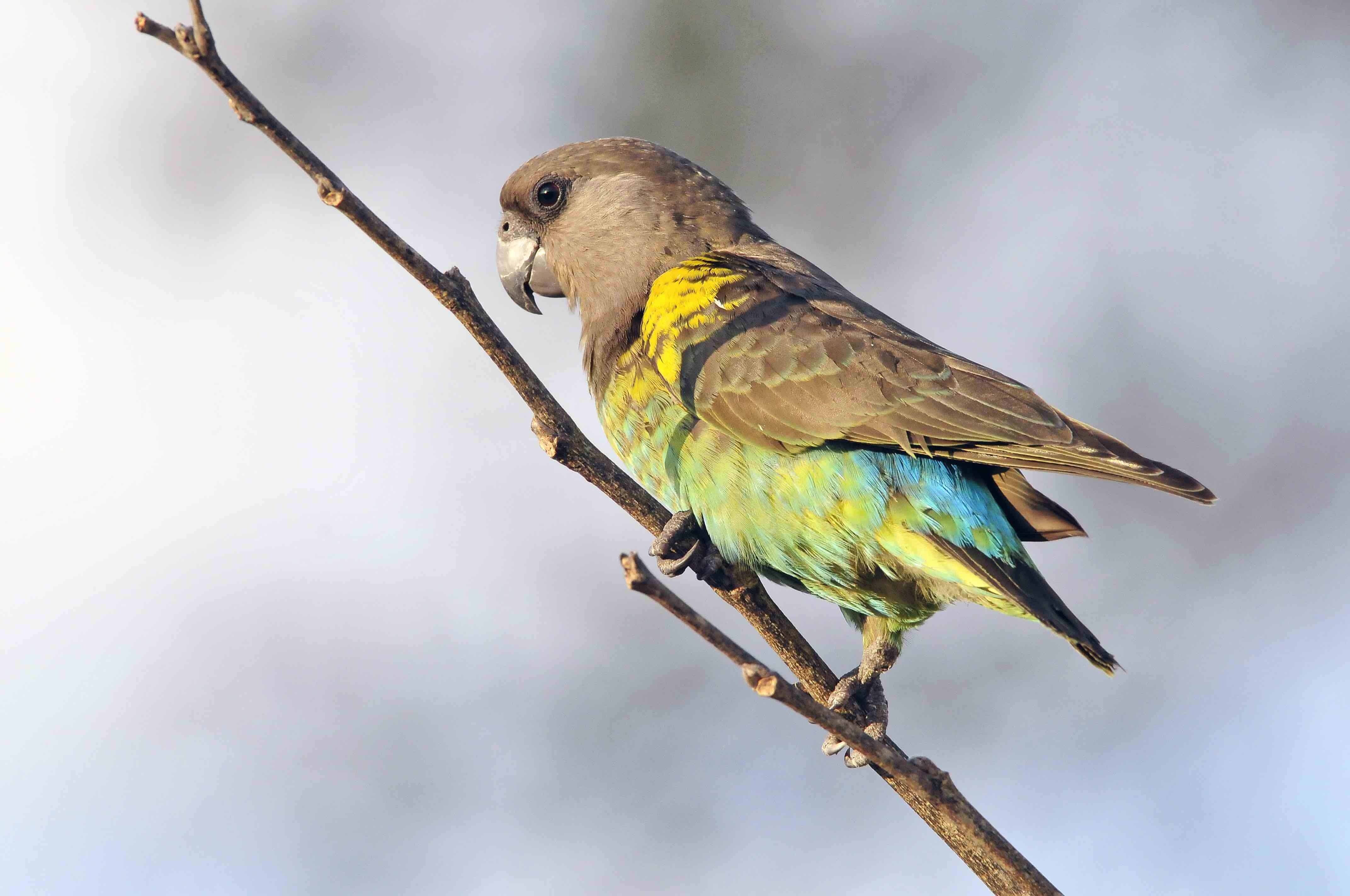 Meyer’s Parrot