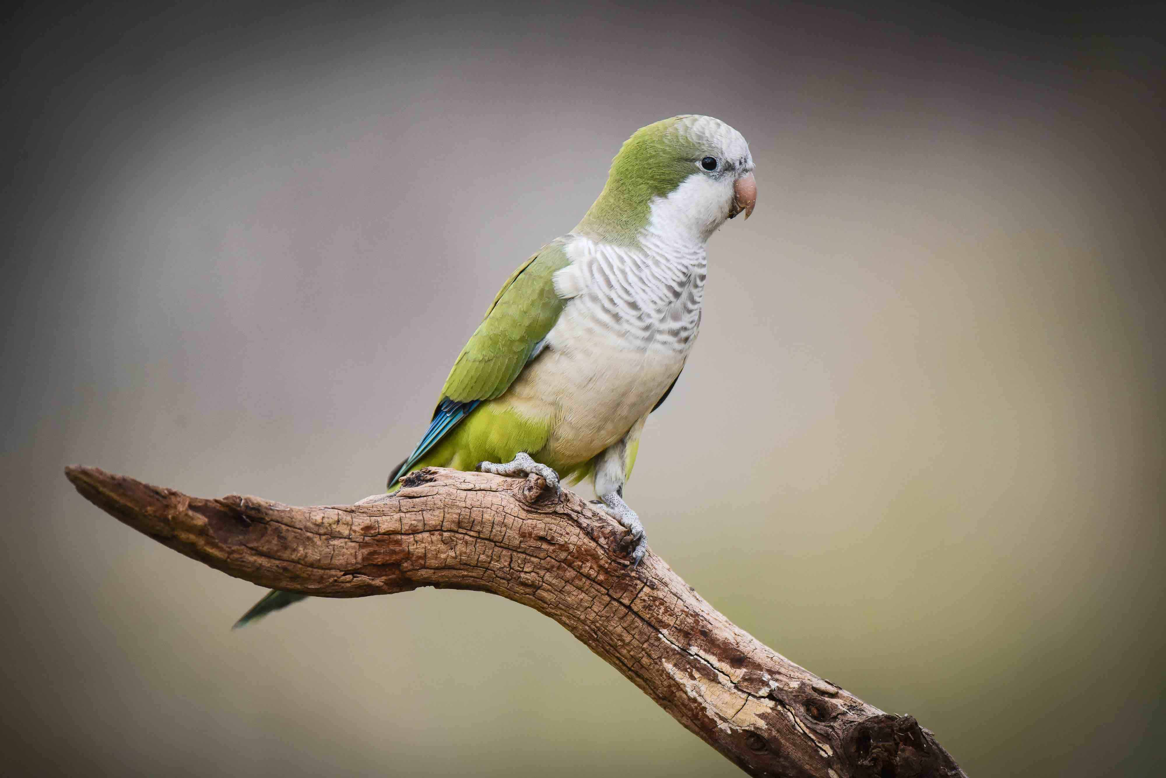 30 Types of Parrots for Avian Enthusiasts 