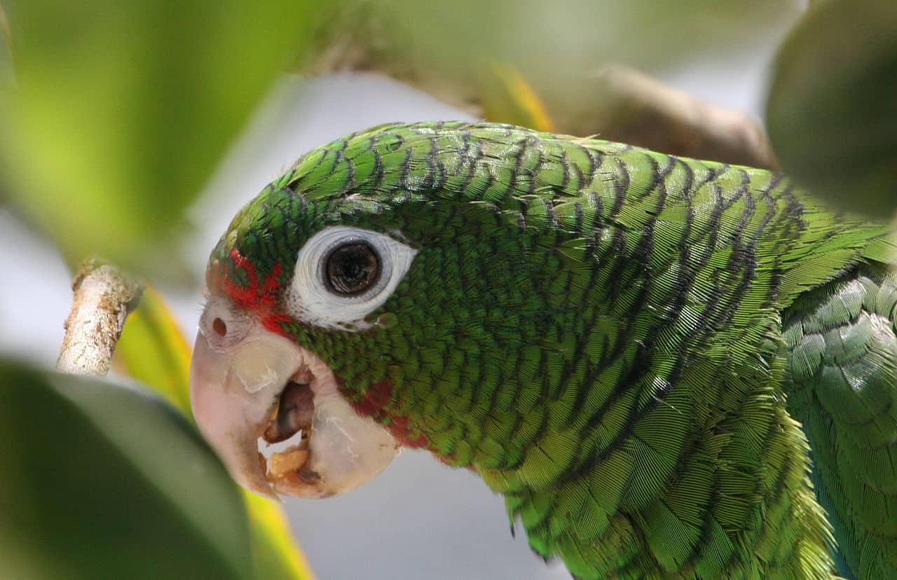 Puerto Rican Parrot
