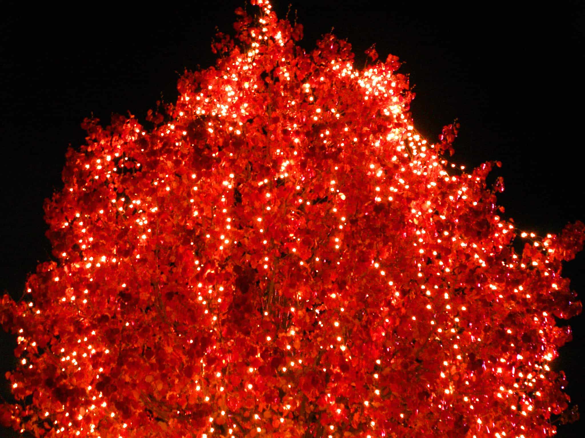 Red Chrismas Tree
