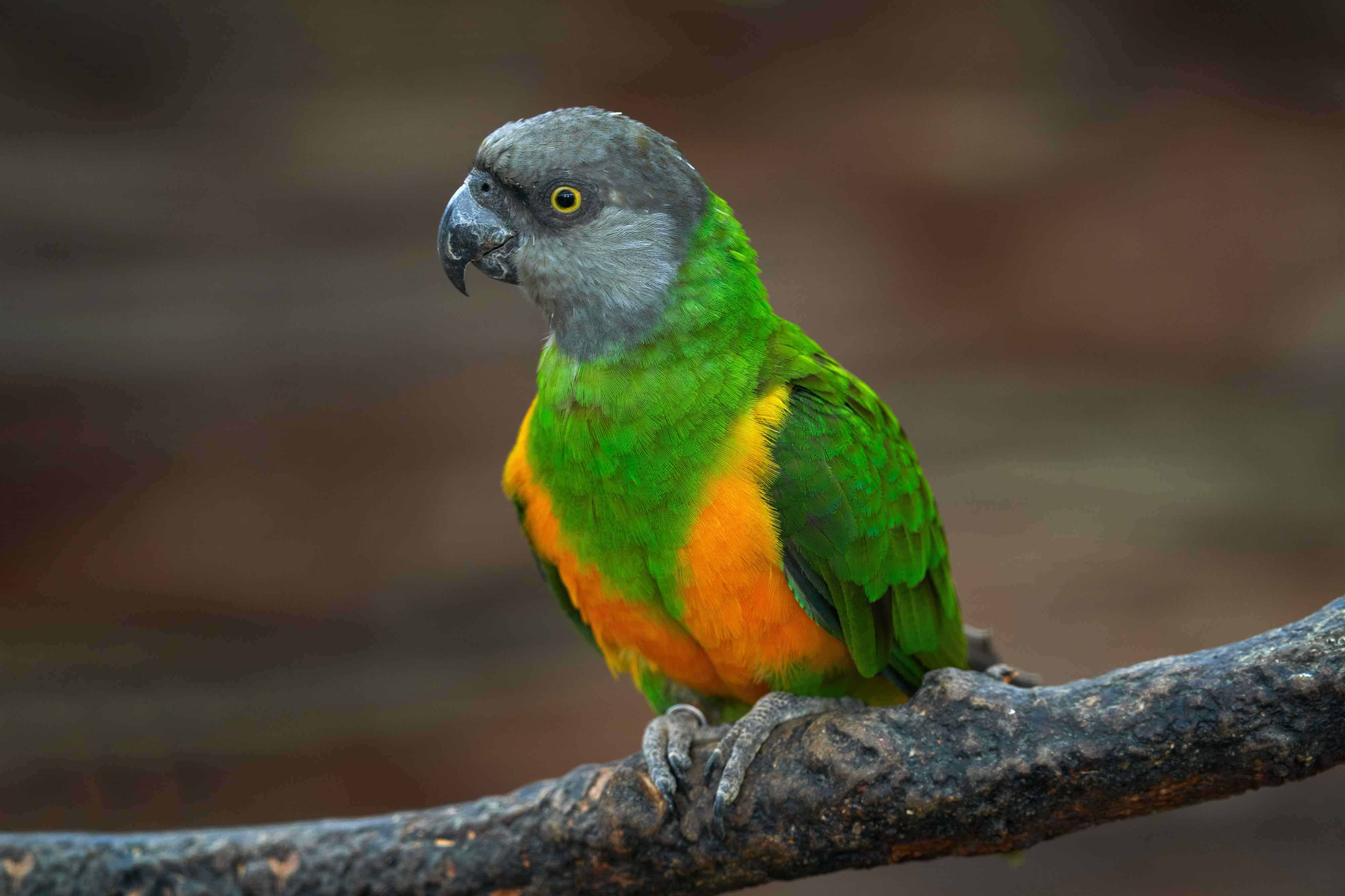 30 Types of Parrots for Avian Enthusiasts 