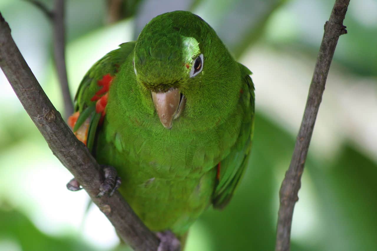 White-Eyed Conure