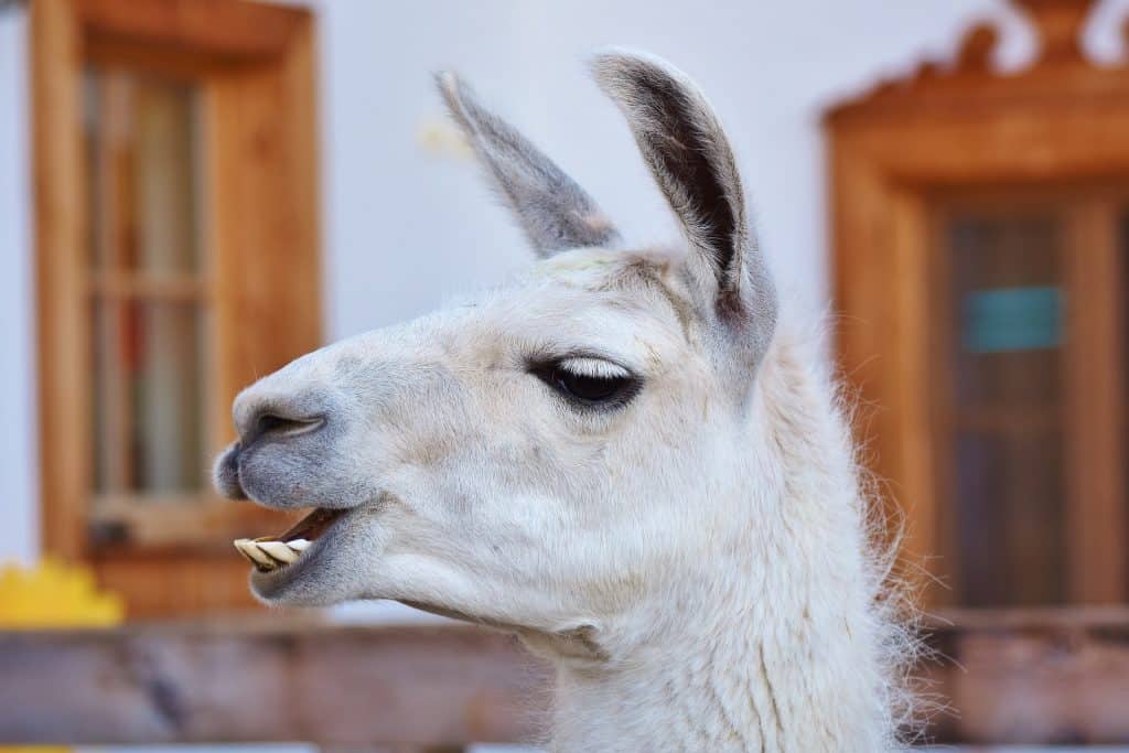 Cute Llamas vs. Alpacas: Facts and a Debate - Around the World L