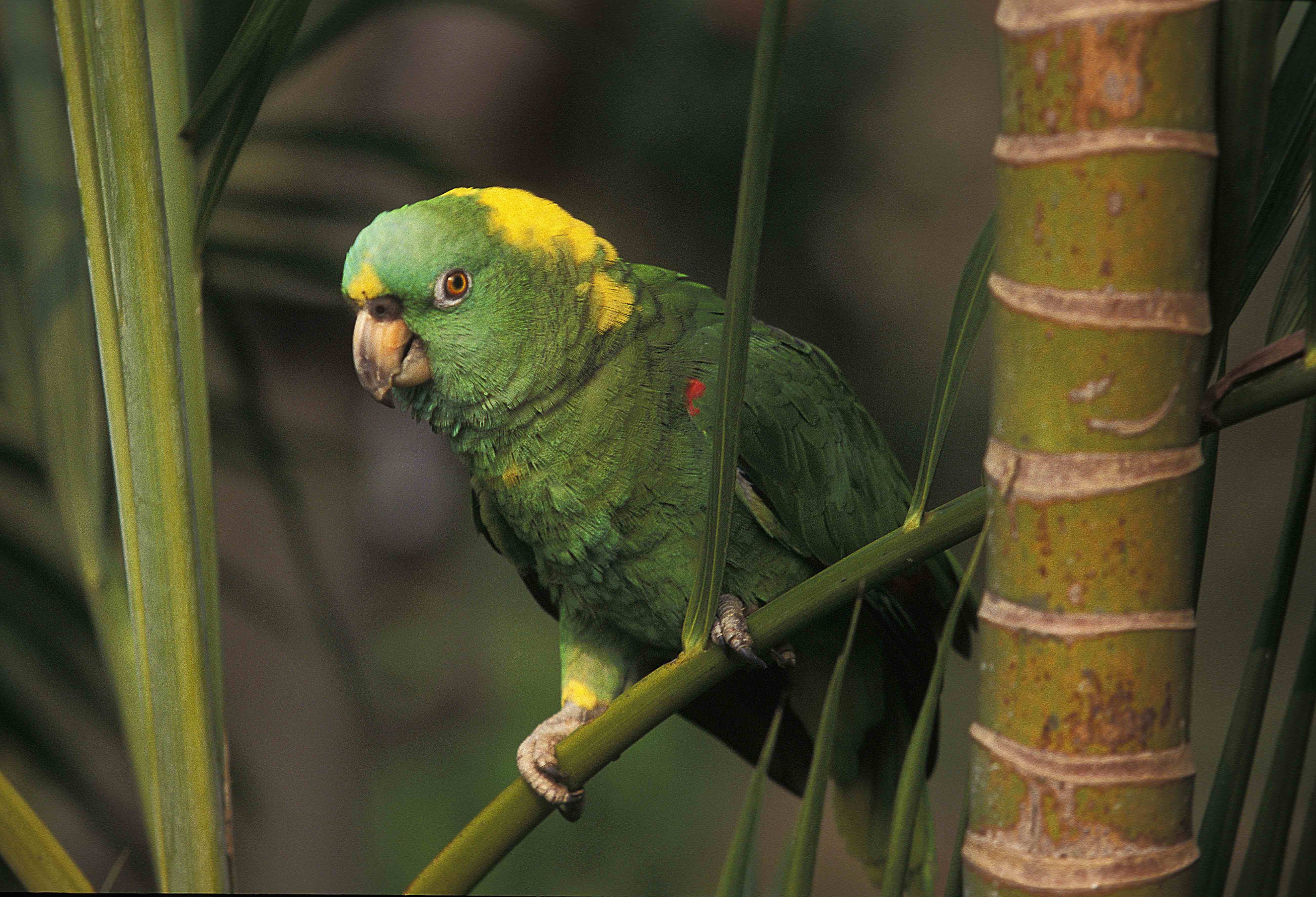 Yellow-Naped Amazon Parrot