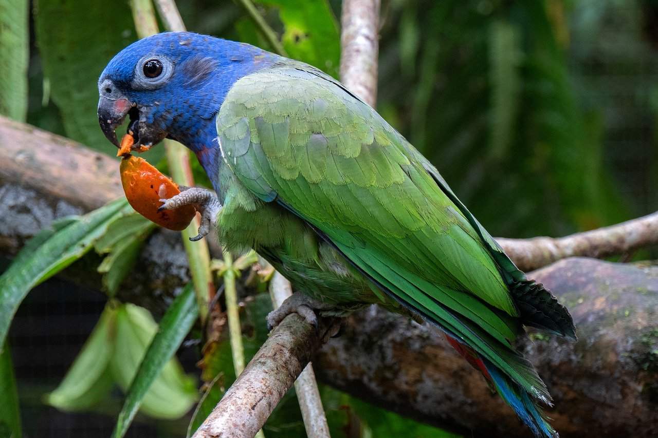 dalda pionus papağanı