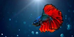 40 Facts About Betta Fish The Siamese Fighting Fish 