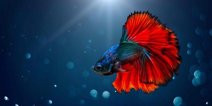 Beta fish hot sale info