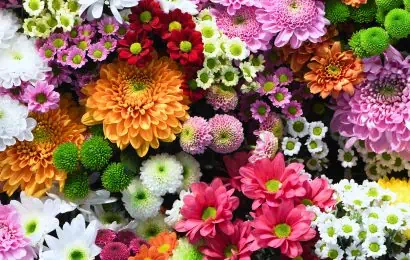 Ultimate Guide to Birth Month Flowers and their Meanings 