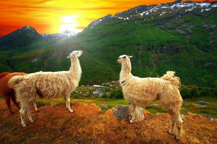 llamas in the mountains