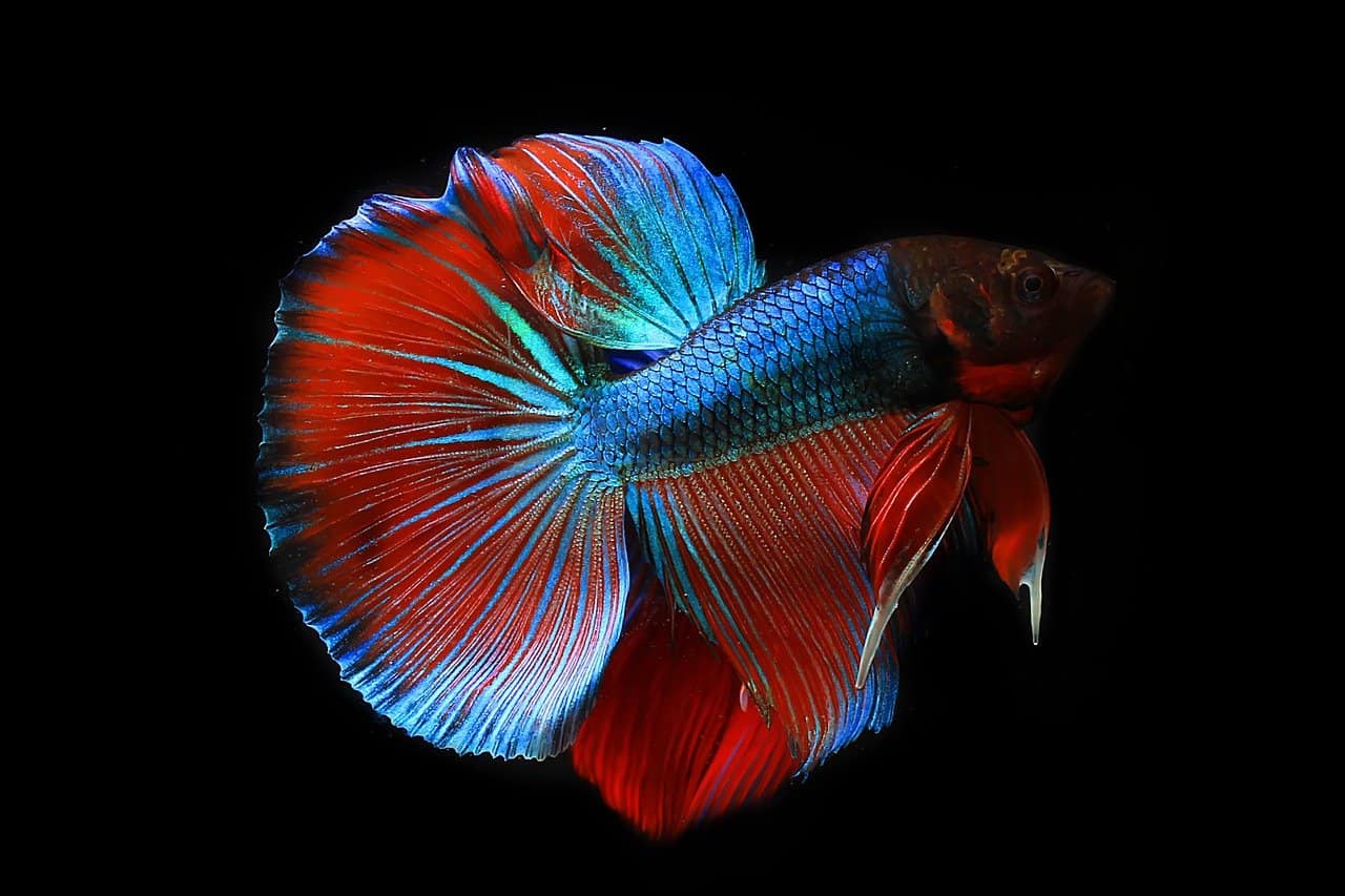 40 Facts About Betta Fish: The Siamese Fighting Fish - Facts.net