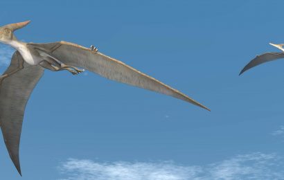 30 Interesting Pterodactyl Facts from the Jurassic Age 