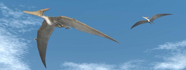 pterodactyls