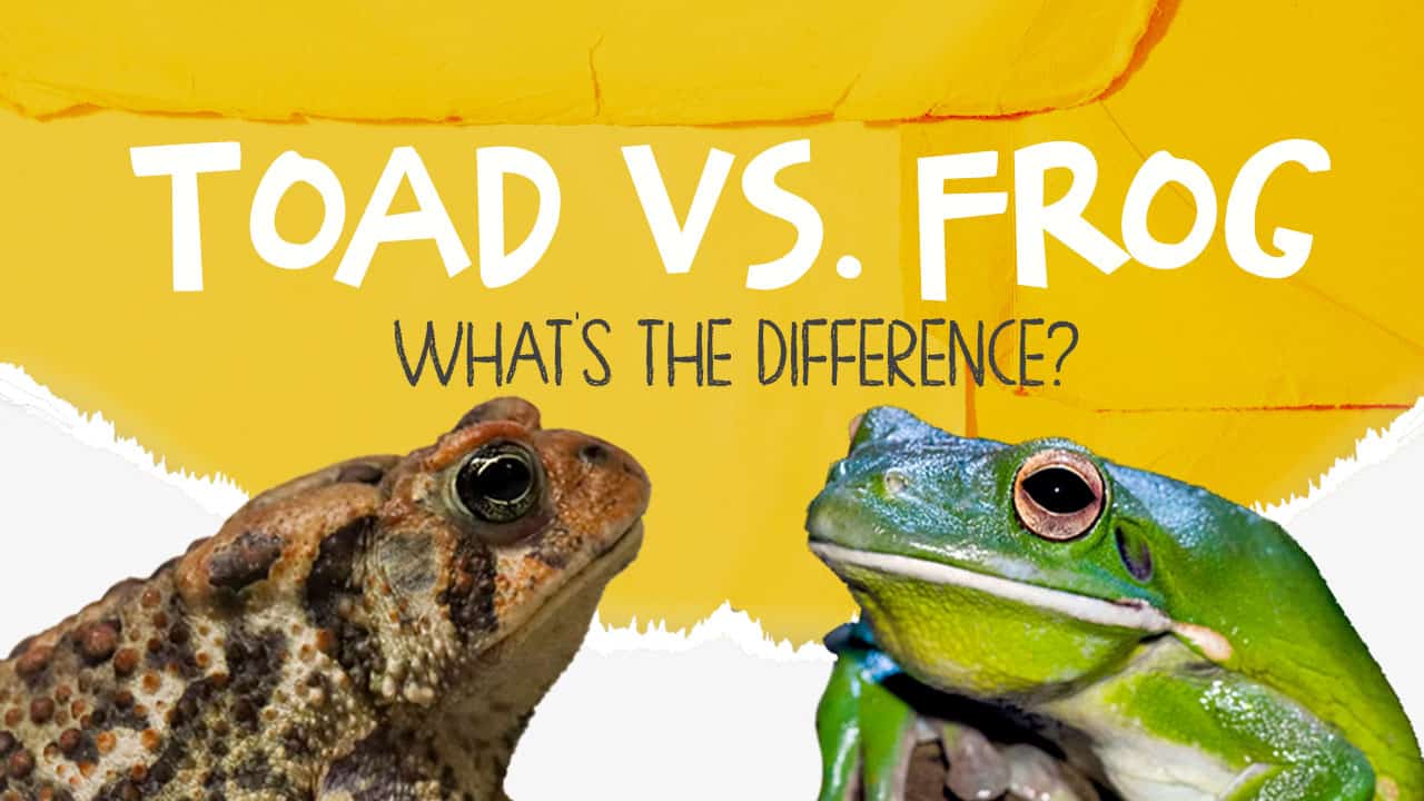 Toad VS Frog: What's The Difference? - Facts.net