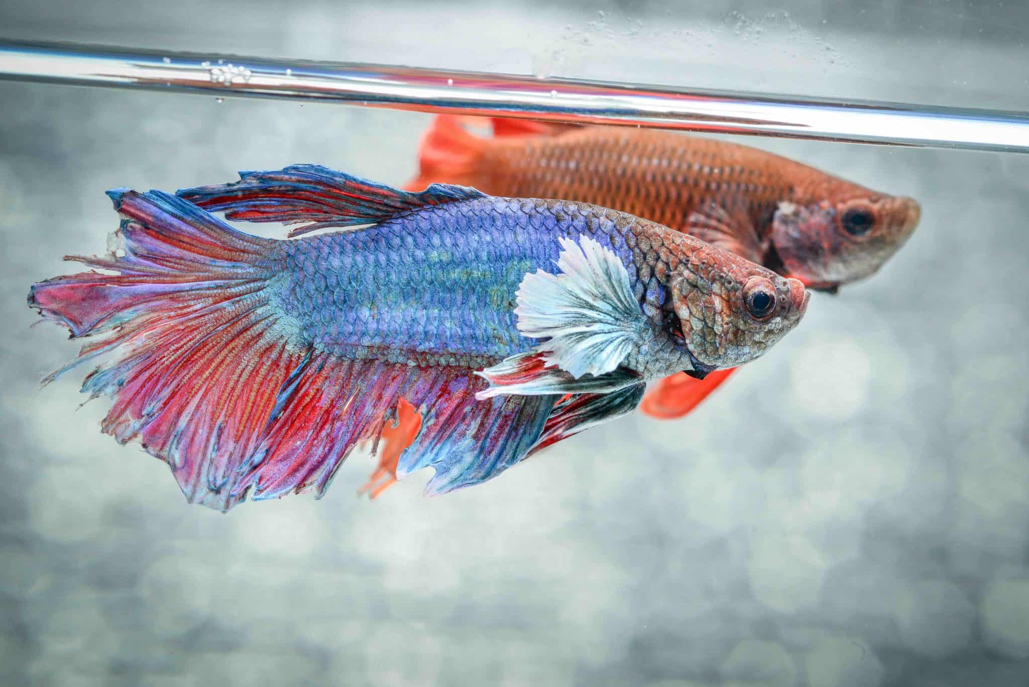 40 Facts About Betta Fish: The Siamese Fighting Fish - Facts.net