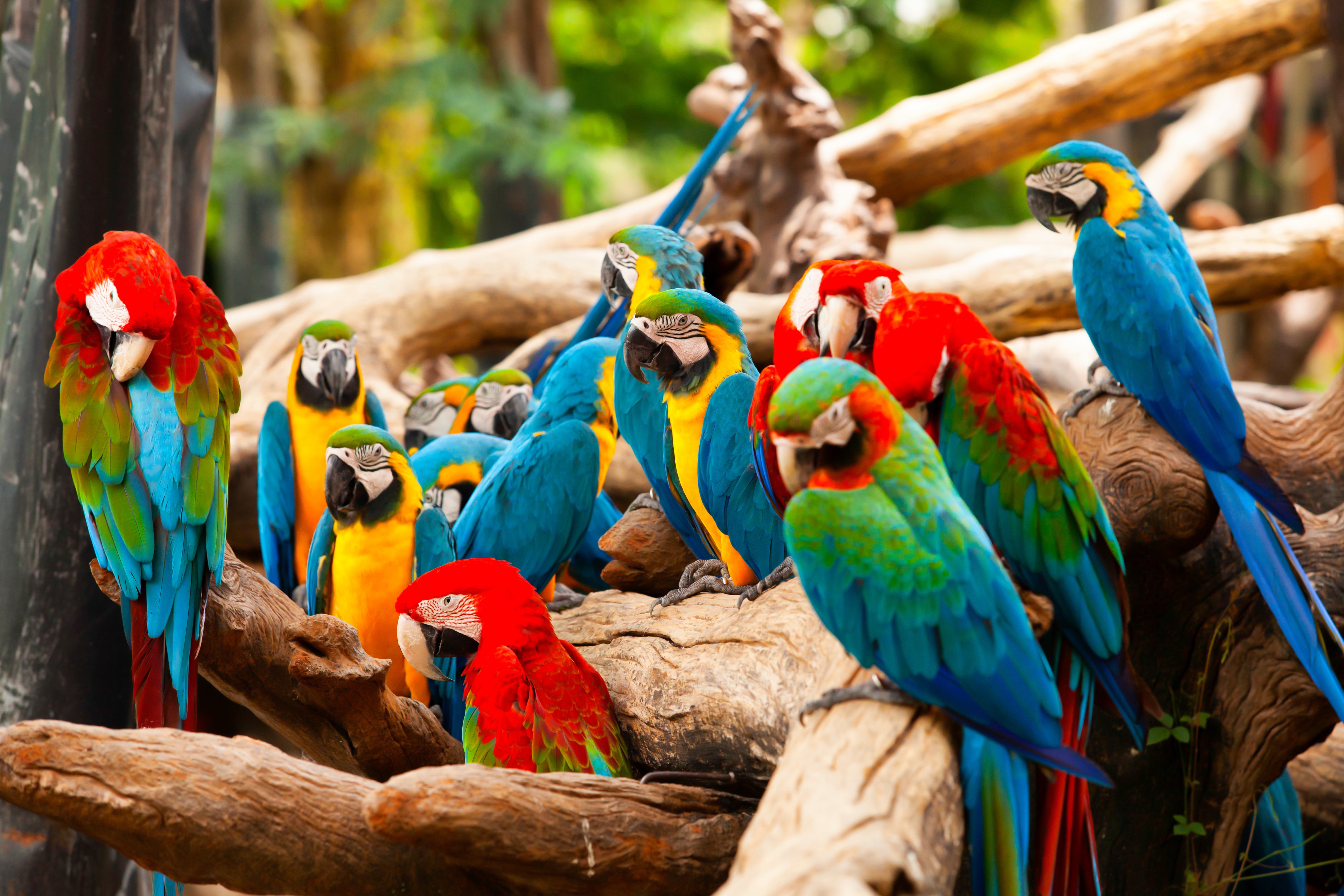 Blue Parrots – Facts, List, Pictures