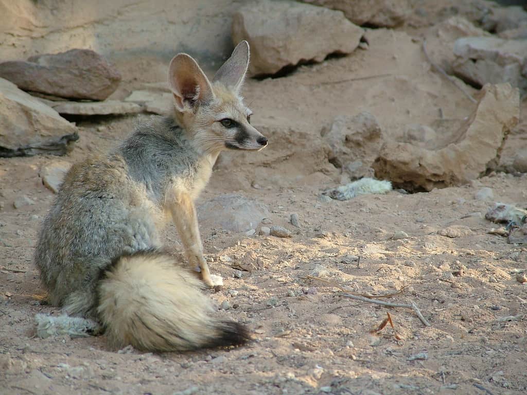 Blanford's Fox